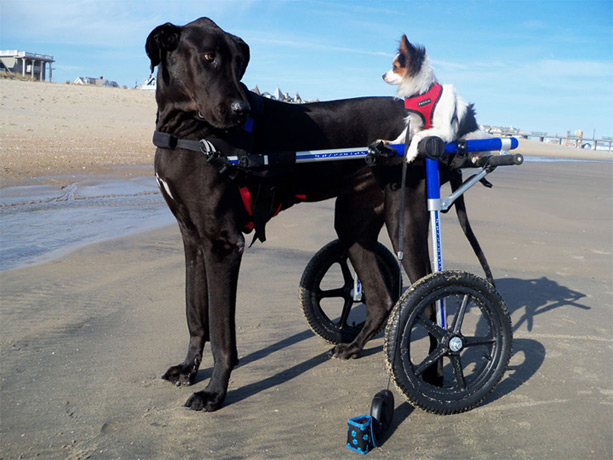 <b>Dog Wheelchair</b><span><br /> Designed by <b>Mark Robinson</b> • Created by <b><a href='/success-stories/a-doggone-good-idea/'>Steven Reiss</a></b> • Created in <a href='/3d-modeling/3d-modeling-xenon.html'>Xenon CAD & 3D Modeling Software</a></span>