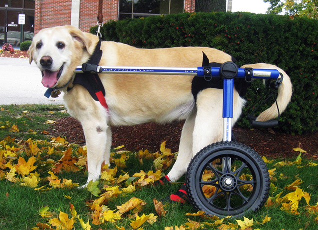 <b>Dog Wheelchair</b><span><br /> Designed by <b>Mark Robinson</b> • Created by <b><a href='/success-stories/a-doggone-good-idea/'>Steven Reiss</a></b> • Created in <a href='/3d-modeling/3d-modeling-xenon.html'>Xenon CAD & 3D Modeling Software</a></span>